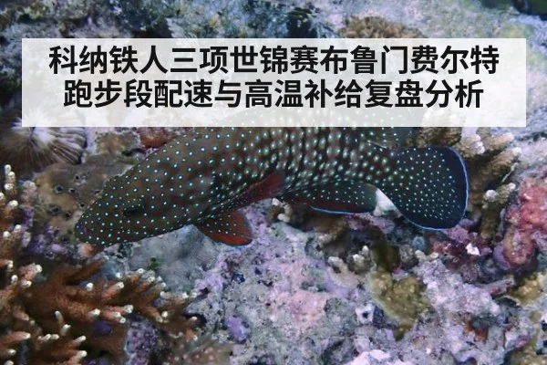 科纳铁人三项世锦赛布鲁门费尔特跑步段配速与高温补给复盘分析